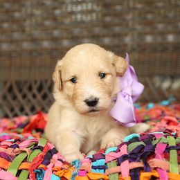 Australian Labradoodle, Bernedoodle, and Goldendoodle Puppies from Golden Fields Doodles
