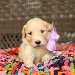 Australian Labradoodle, Bernedoodle, and Goldendoodle Puppies from Golden Fields Doodles