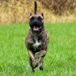 Bia - Perro de Presa Canario
