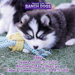 Fritz - Black and white male Pomsky puppy in Humeston, Iowa from M.A.R. Dogs