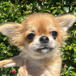 Vienna - Black sabled fawn female Chihuahua puppy in El Sobrante, California from Dolce Coco Chihuahuas