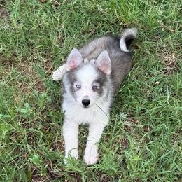 Luna Wolf Silver Mini - Silver and white female Pomsky puppy in Perkins, Oklahoma from A-Dream Pomsky Kennel
