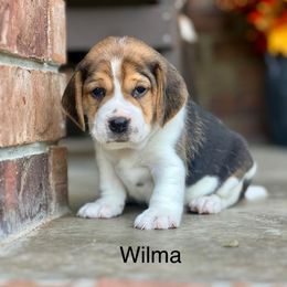 Wilma - Black tan and white female Beagle puppy in Mansfield, Missouri from Rippee Creek Kennel