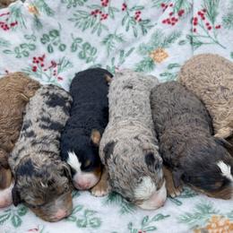 Bernedoodle puppies from Copper Creek Bernedoodles