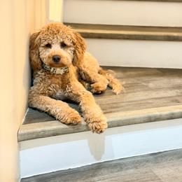Fig - Merle male Goldendoodle puppy in Davie, Florida from Miami Mini Doodles