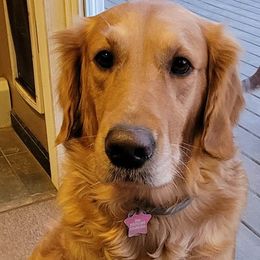 Zoey - Golden Retriever