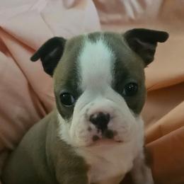 Iris - Seal and white female Boston Terrier puppy in Marion, North Carolina from Christy's Boston Butts
