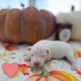 Girl 2 - Tri-colored female Parson Russell Terrier puppy in Peabody, Kansas from SouthFork Ranch