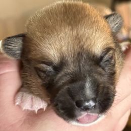 Boy - Sable male Pembroke Welsh Corgi puppy in Riverside, California from Four Aces Corgis