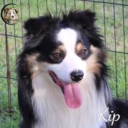 Kip - Miniature Australian Shepherd