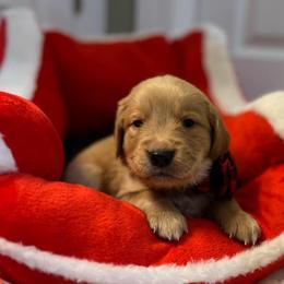 Bristol - Dark golden male Golden Retriever puppy in Seville, Ohio from Retriever Ranch