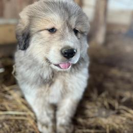 Great Pyrenees Puppies from Natalie Hnatkiv
