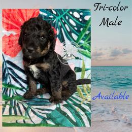 Turks - Tri-color male Bernedoodle puppy in Godwin, North Carolina from Farm Sweet Farm Doodles