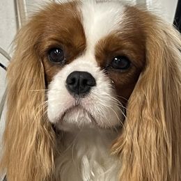 LaLa - Cavalier King Charles Spaniel