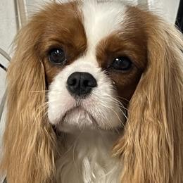 LaLa - Cavalier King Charles Spaniel
