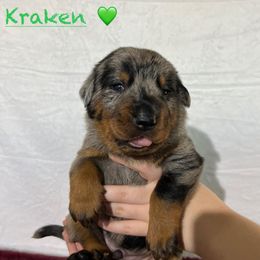 Kraken (Green collar) - Harlequin male Beauceron puppy in Waller, Texas from Côté Obscur