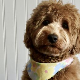 Goldendoodles from Heartfelt Doodles