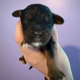 Haymitch - Black white and tan male Cockapoo puppy in Williamston, South Carolina from Sassy Bob’s Dogs
