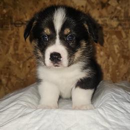 Labrador Retriever and Pembroke Welsh Corgi Puppies from Moonlight Kennels
