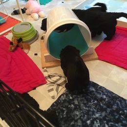 Portuguese Water Dog Puppies from McKnights PWDs