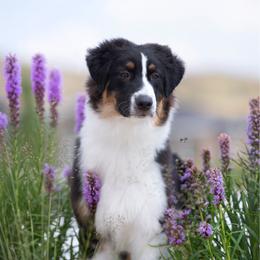Australian Shepherd puppies from Boujee Aussies