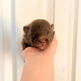 Boy 2 - Chocolate male Pomeranian puppy in Stroud, Oklahoma from Laik’s Little Shihtz & Poms