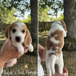 Sugar's Teal  - Reserved - Red and white female Beagle puppy in Brownsville, Oregon from Beagles on the Run
