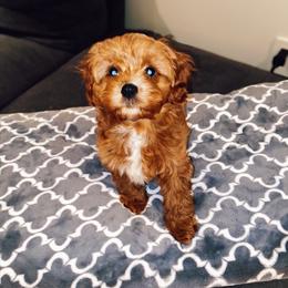 Assorted Doodle Crosses and Cavapoo Puppies from Brooke and Megan's Cavapoos / Cavapoochons