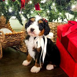 Cookie - Tri-color female Bernedoodle puppy in Russell Springs, Kentucky from 270 Doodles