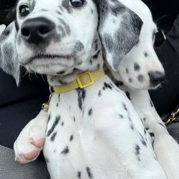 Belle ACA LUA - White and black female Dalmatian puppy in Queen Creek, Arizona from Lala's Polka Dots