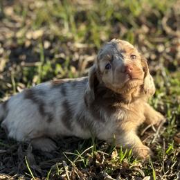 Dachshund Puppies from Red Dirt Doxies