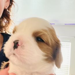 Jinu - Blenheim male Cavalier King Charles Spaniel puppy in Boise, Idaho from Poshy Cavaliers