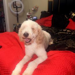 Mendecees - Goldendoodle