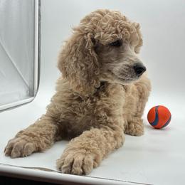 Arthur- Solid Apricot-Cream Boy, Black Collar - Apricot male Poodle puppy in Charlo, Montana from Heavenly Hilltop Farm