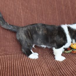 Cardigan Welsh Corgi Puppies from Rowe Family