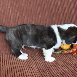 Cardigan Welsh Corgi Puppies from Rowe Family