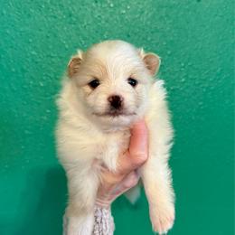 Sonic - Cream parti male Pomeranian puppy in Stroud, Oklahoma from Laik’s Little Shihtz & Poms