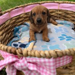 Button - Red female Dachshund puppy in Palm Bay, Florida from Anastasia’s Royal Weenies