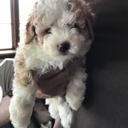 Bernedoodle Puppies from Majestic Hill Mini Bernedoodles LLC