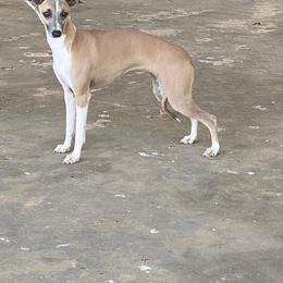 IRIS - Italian Greyhound