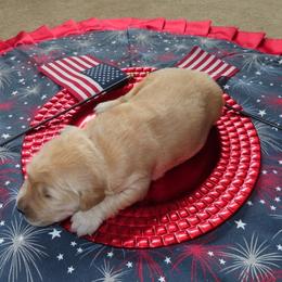 Mr Fireworks - Light golden male Golden Retriever puppy in Cabot, Vermont from McClure's Countryside Enterprises