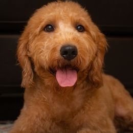 Rosie - Labradoodle