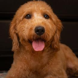 Rosie - Labradoodle