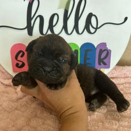Green collar - Black brindle male Cane Corso puppy in Tucson, Arizona from Cane Corso Friends