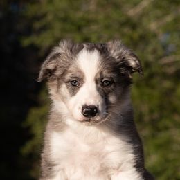 Ghost - Border Collie