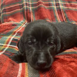 Labrador Retriever Puppies from David Knott's Labrador Retrievers
