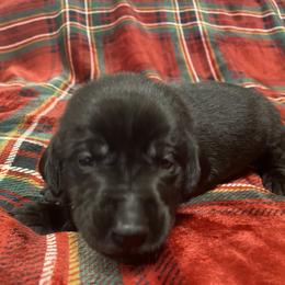 Labrador Retriever Puppies from David Knott's Labrador Retrievers
