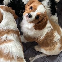Cavalier King Charles Spaniel Puppies from G Cavaliers