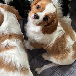 Cavalier King Charles Spaniel Puppies from G Cavaliers