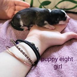 Pomsky Puppies from Nebula Ranch Pomskies